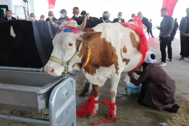 AGROTEC 24. Uluslararası Tarım Fuarı'nda inek sağma yarışması düzenlendi