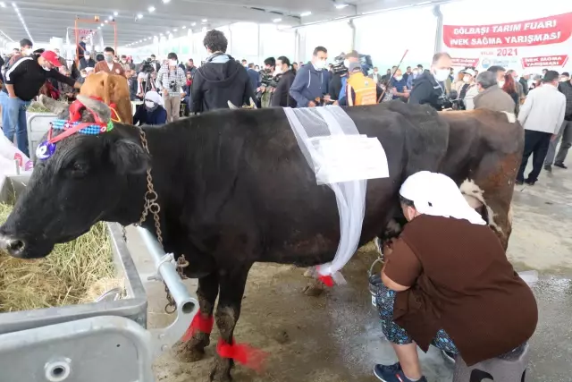 AGROTEC 24. Uluslararası Tarım Fuarı'nda inek sağma yarışması düzenlendi