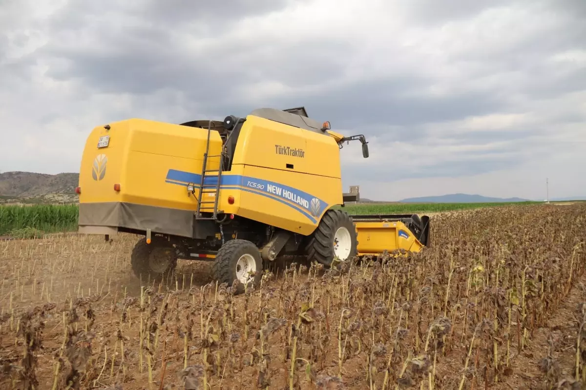 Ayçiçeği hasadı üreticilerin yüzünü güldürdü