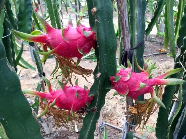 Bankadan kredi çekip ejder meyvesi yetiştirmeye başladılar, şimdi dalında tanesini 35 liradan satıyorlar
