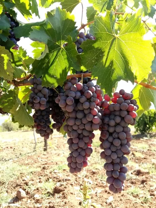 Burdur'da 200 yıldır geçim kaynağı olan pekmezin yapımı başladı: Kilosu 40 TL