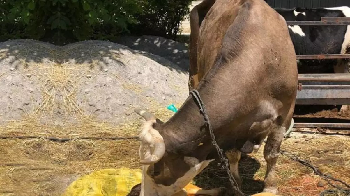 İki farklı cins buzağı doğuran inek hem sahibini hem de veterineri şaşırttı