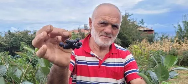 KARADENİZ'DE ÜRETİMİ ARTAN 'ARONYA' MEYVESİ YOK SATIYOR