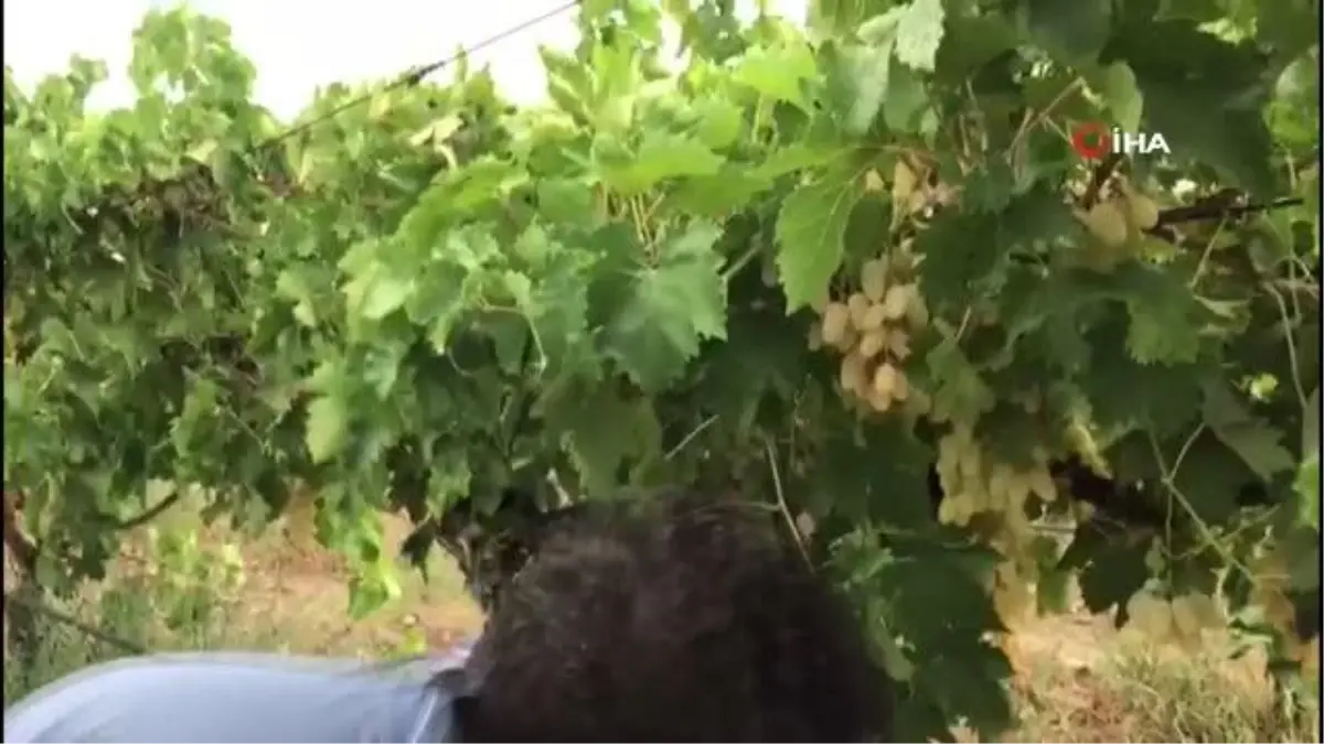 Kaynatılan üzüm suyu şifa kaynağı olarak tüketiliyor