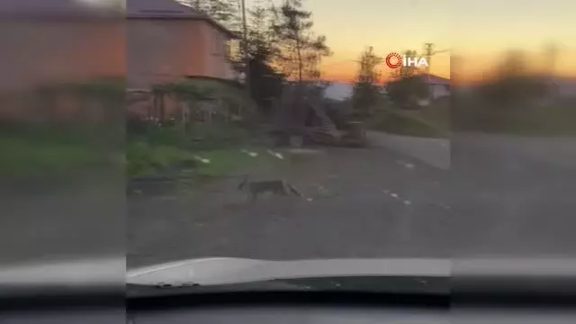 Kimseye aldırış etmeden dolaşan tilki rahatlığıyla şaşırttı