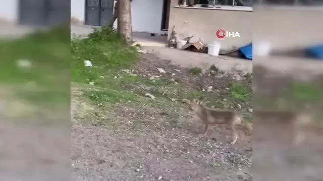 Kimseye aldırış etmeden dolaşan tilki rahatlığıyla şaşırttı