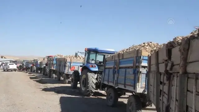Malazgirt'te pancar alım kampanyası başladı
