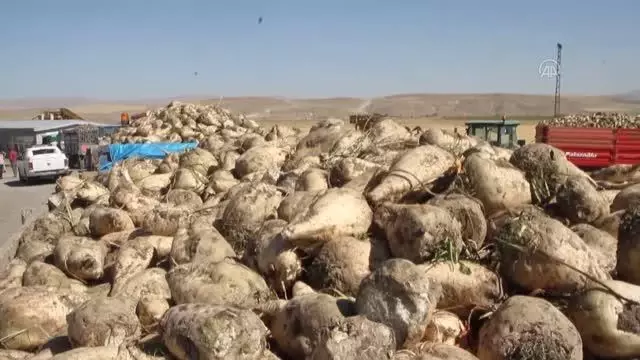 Malazgirt'te pancar alım kampanyası başladı