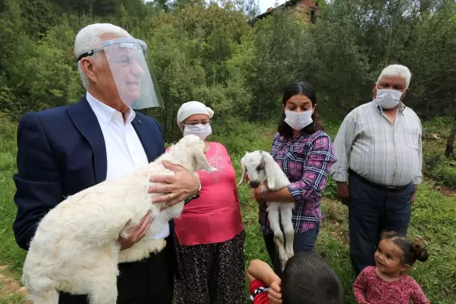 Büyükşehir 5 İlçede Daha Kadın Üreticilere Kıl Keçisi Desteği Sağlıyor