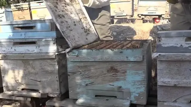 Şırnak'ta yılın son bal hasadı yapıldı