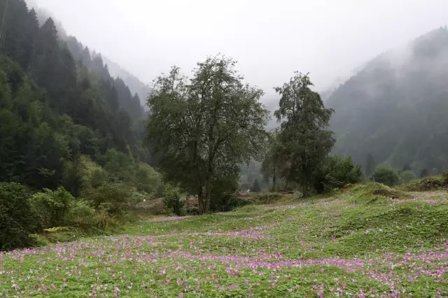 Uzungöl vargit çiçeğiyle süslendi