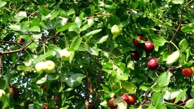Yoldan geçen hünnap tüccarı hayatını değiştirdi