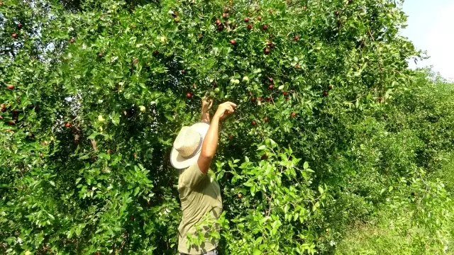 Yoldan geçen hünnap tüccarı hayatını değiştirdi