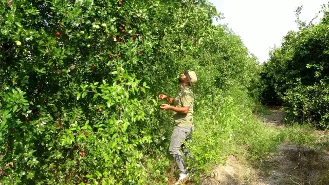 Yoldan geçen hünnap tüccarı hayatını değiştirdi