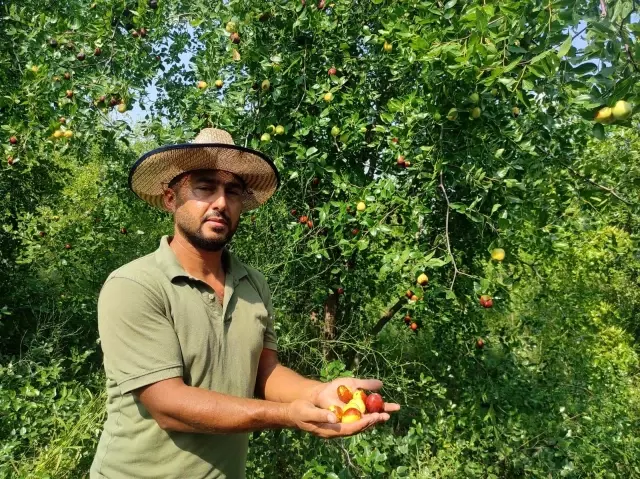 Yoldan geçen hünnap tüccarı hayatını değiştirdi