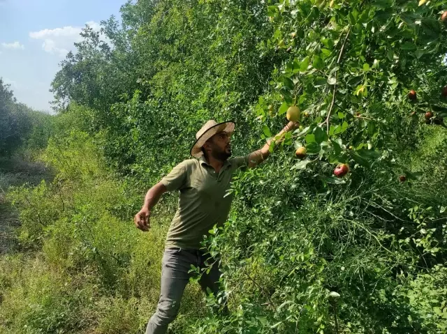 Yoldan geçen hünnap tüccarı hayatını değiştirdi