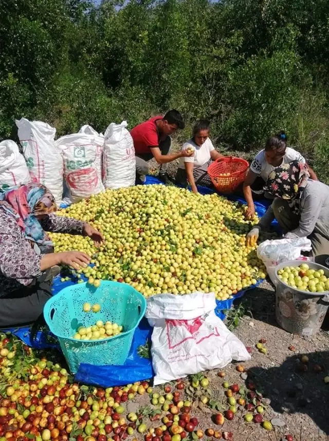 Yoldan geçen hünnap tüccarı hayatını değiştirdi