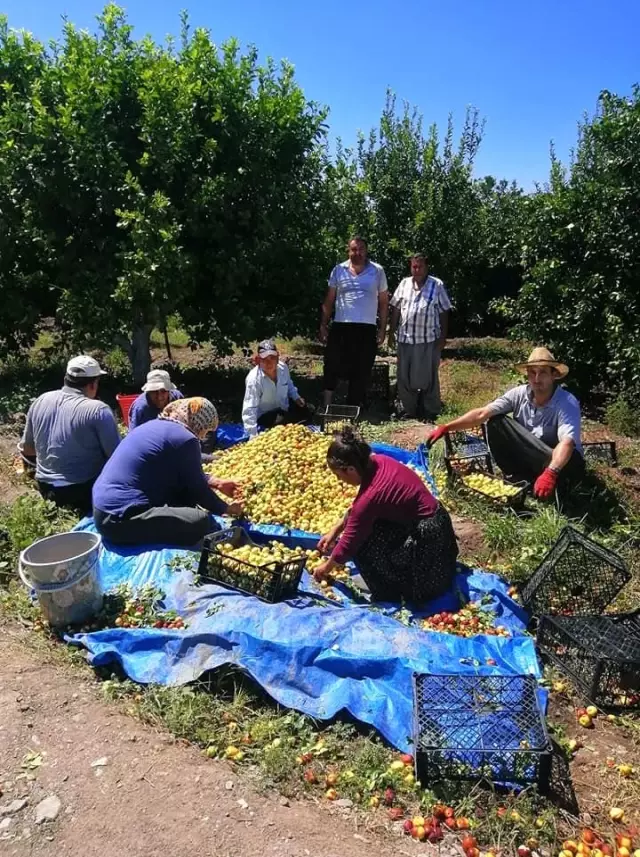 Yoldan geçen hünnap tüccarı hayatını değiştirdi