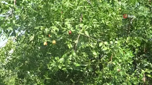 Yoldan geçen hünnap tüccarı sayesinde değişti