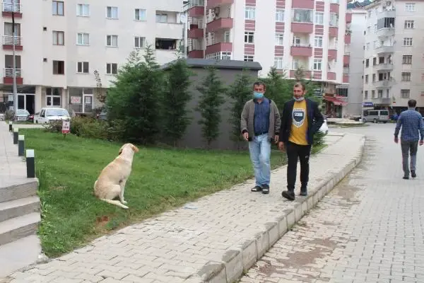 Son dakika haberleri | BELEDİYE PERSONELİNİN SOKAK KÖPEKLERİNE EZİYETİ KAMERADA