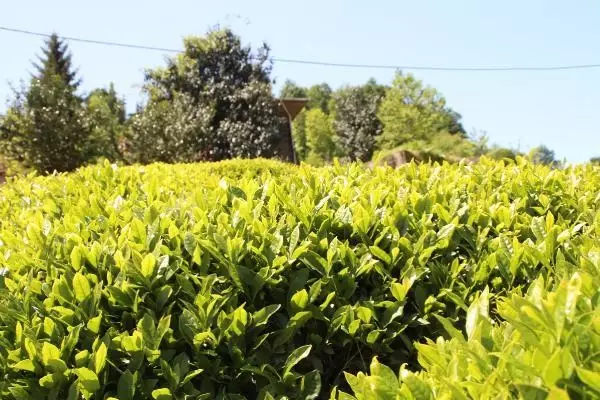 ÇAY AİLECE TOPLANDI, 100 MİLYON DOLAR ÜRETİCİYE KALDI