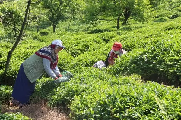 ÇAY AİLECE TOPLANDI, 100 MİLYON DOLAR ÜRETİCİYE KALDI
