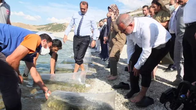 Göl ve göletlere 2,5 milyon sazan yavrusu bırakıldı