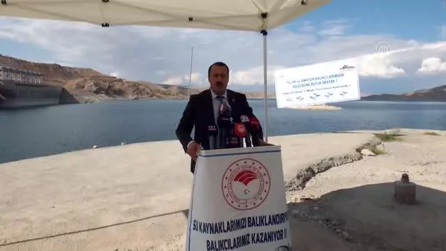 Göl ve göletlere 2,5 milyon sazan yavrusu bırakıldı