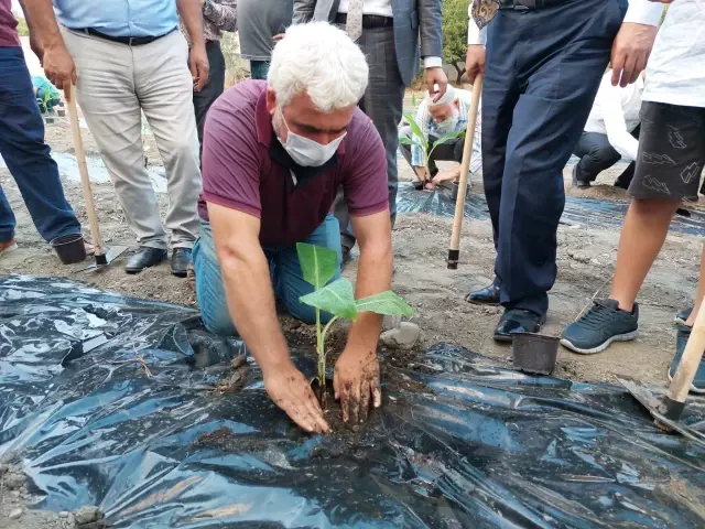 Hatay'da tarım uygulama alanına muz fidesi dikimi gerçekleşti