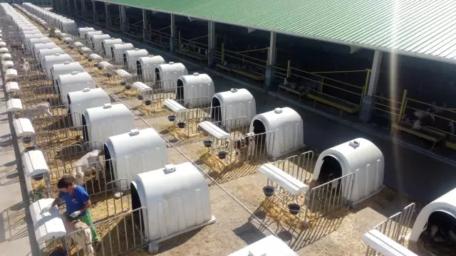 Konya'da 350 buzağının barındığı kreşte hayvanlara ilgi üst düzey