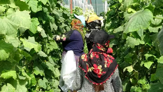 Kuraklık Vanlı çiftçileri vurdu