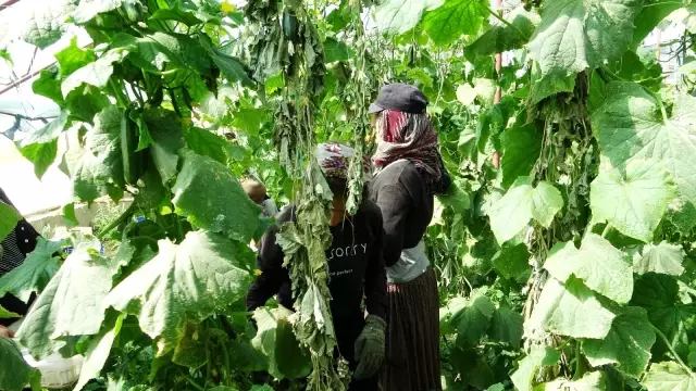 Kuraklık Vanlı çiftçileri vurdu