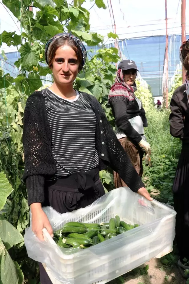 Kuraklık Vanlı çiftçileri vurdu