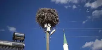 Korkut: Leylek yuvalarının zarar görmemesi için elektrik direklerindeki çalışma ertelendi Korkut: Leylek yuvalarının zarar görmemesi için elektrik direklerindeki çalışma ertelendi