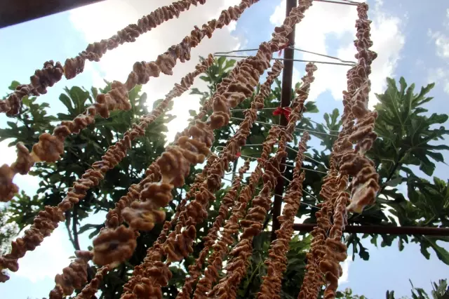 Şanlıurfa'da bağ bozumu zamanı