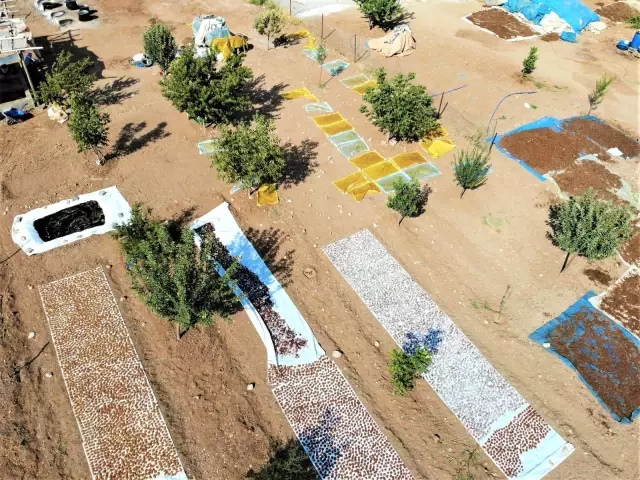 Şanlıurfa'da bağ bozumu zamanı