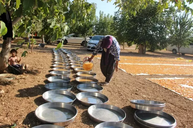 Şanlıurfa'da bağ bozumu zamanı