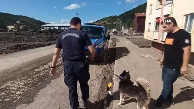 Son dakika haber... Selde hayatını kaybeden öğretmenin köpeğinden vefalı davranış