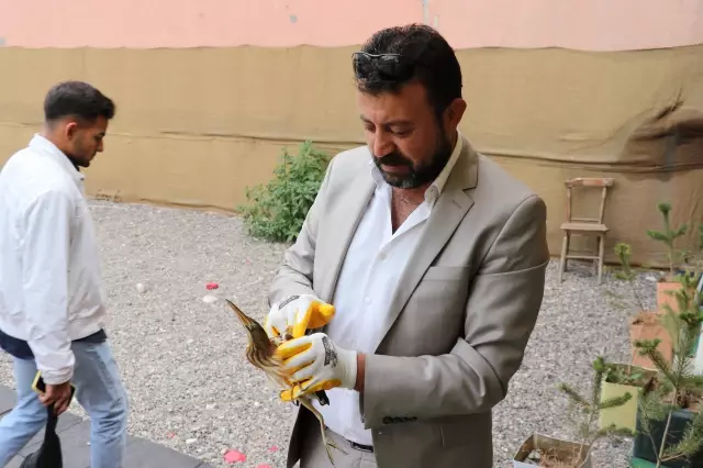 Yaralı balaban kuşu tedaviye alındı