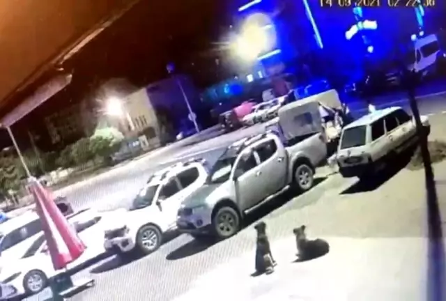 Sokak hayvanlarının kaybolduğunu fark ettiler, dedektif gibi kayıp köpeklerin izini sürdüler