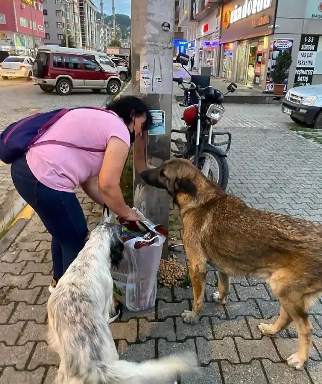 Sokak hayvanlarının kaybolduğunu fark ettiler, dedektif gibi kayıp köpeklerin izini sürdüler