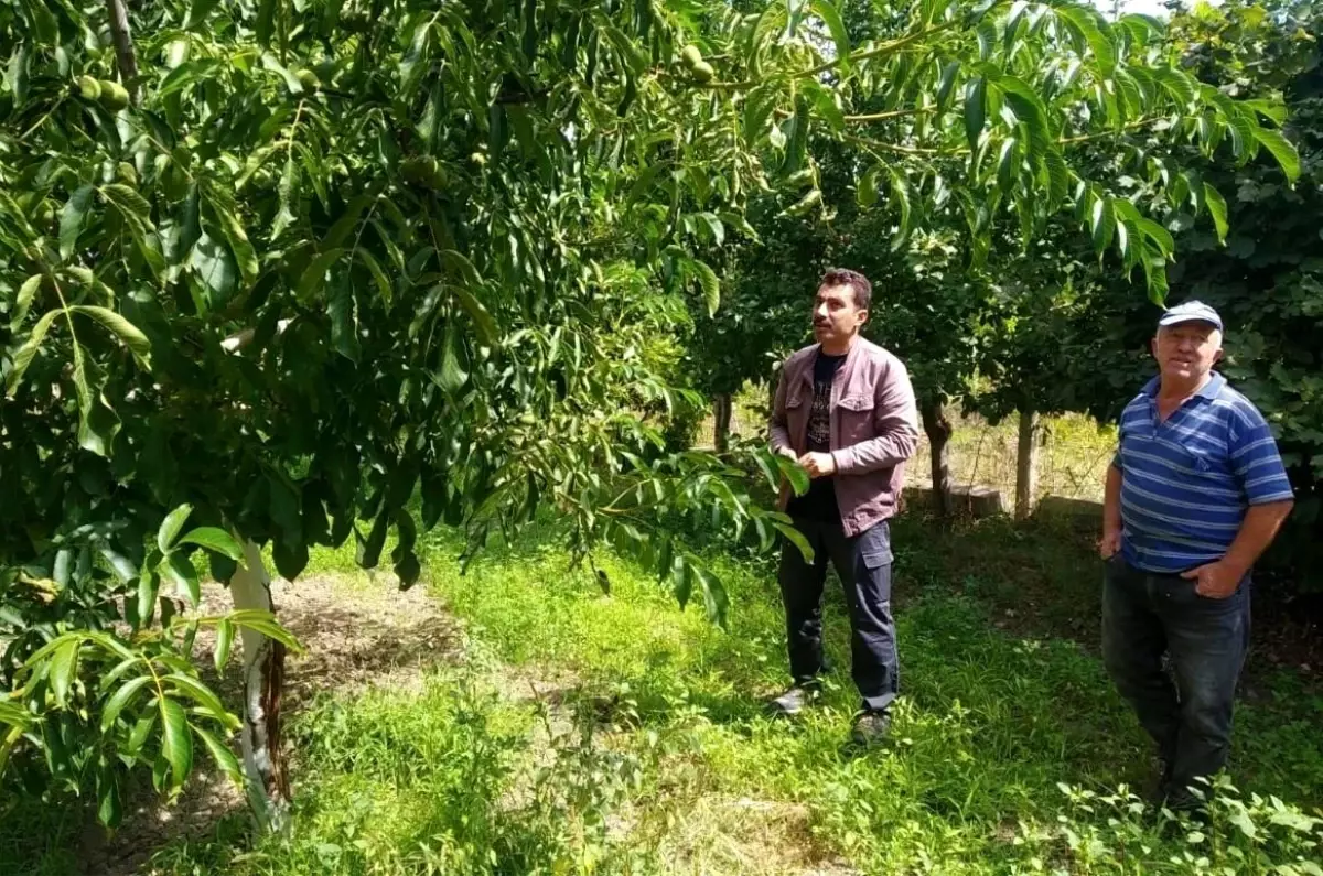 Tavşanlı'da ceviz üreticilerine bilgi verildi