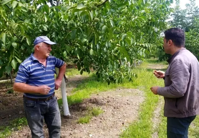 Tavşanlı'da ceviz üreticilerine bilgi verildi