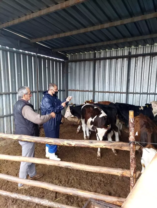 Bozüyük'te şap aşısı yapılmaya başlandı