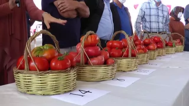 Gölbaşı'nda En güzel elma ve domates yetiştiricisi yarışması düzenlendi