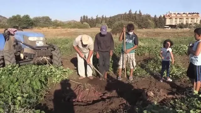 Hasadına başlanan mor patates verimi ve fiyatıyla üreticiyi sevindirdi