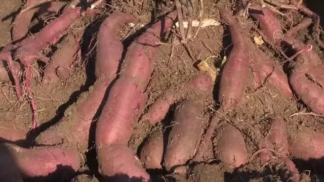 Hasadına başlanan mor patates verimi ve fiyatıyla üreticiyi sevindirdi