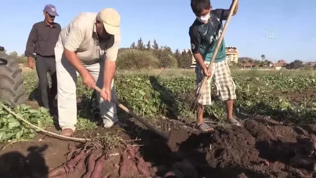 Hasadına başlanan mor patates verimi ve fiyatıyla üreticiyi sevindirdi