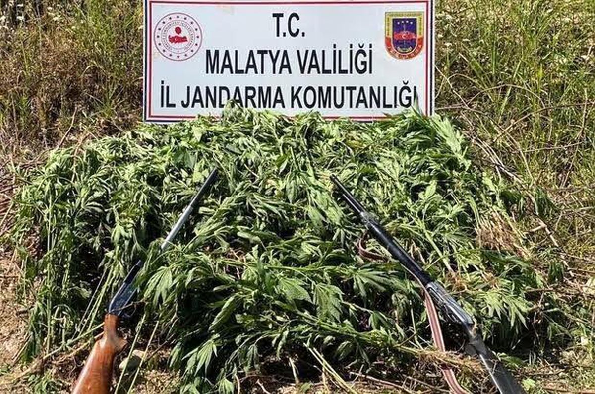 Son dakika! Jandarma'dan kenevir operasyonu