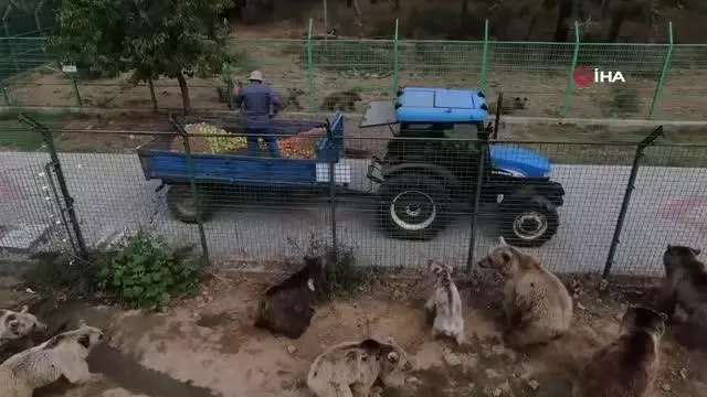 Kayalıklardan düşerek yaralanan kör ayı yeni yuvasına kavuştu